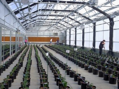 Workers clean up and check plant tags after transplanting marijuana plants to grow in a greenhouse at the Los Suenos Farms facility in Avondale, Colorado, U.S., on Thursday, Feb. 25, 2016. About 938 dispensaries, which outnumber Starbucks in Colorado, in 2015 yielded $135 million in state taxes and fees, 44 …