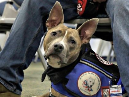 PIT-BULL-ASSISTANCE-DOG AP