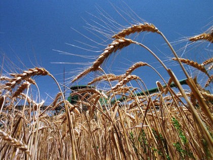 Plano-Texas-Wheat-Farm-Crop-Farmers-AP