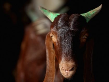 DUBAI, UNITED ARAB EMIRATES - SEPTEMBER 08: A goat is seen ahead of Eid celebrations at Dubai Cattle Market on September 8, 2016 in Dubai, United Arab Emirates. Muslims across the world are preparing to celebrate Eid Al-Adha, or the Festival of Sacrifice, which marks the end of the Hajj …