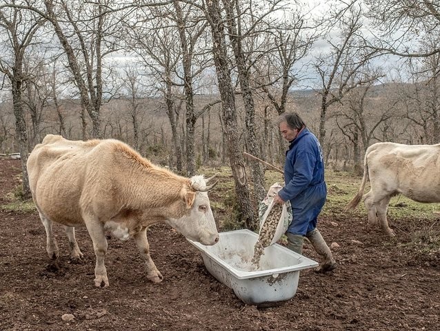 MOLINA DE ARAGON, SPAIN - FEBRUARY 24: Juan Julian Munoz, 49 feeds his cows at his farm n