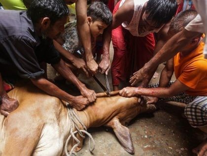 A young boy joins other Bangladeshi Muslims to sacrifice a cow during Eid al-Adha in Dhaka on September 13, 2016. Muslims across the world celebrate the annual festival of Eid al-Adha, or the Festival of Sacrifice, which marks the end of the Hajj pilgrimage to Mecca and in commemoration of …