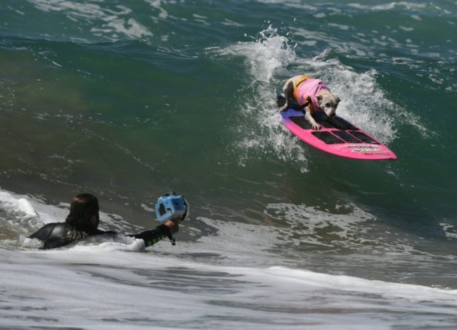 Surf dog Sugar, a Collie mix, rides a wave during the 8th annual Surf City Surf Dog event