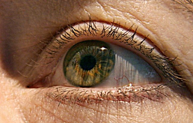 "Our study suggests that the eye could be a reservoir for Zika virus," said Michael Diamon