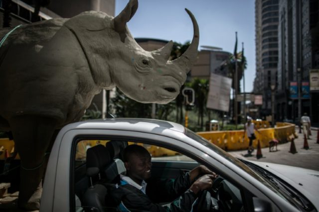 A man drives a pick-up truck carrying a mock rhino during a demonstration marking the open