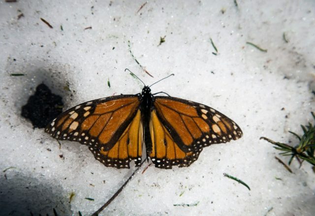 North American governments have taken steps since last year to protect the monarch butterf