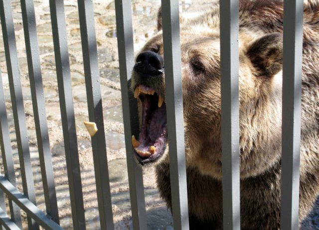 Displayed in cages in Albania's restaurants or shackled on beaches, the bears' role is to