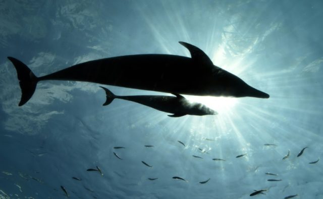 During the six-month hunting season, people from the southwestern Japanese town of Taiji c
