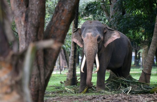 A 60-year-old woman died of a heart attack following an elephant stampede which also left
