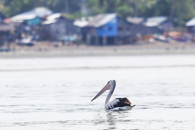 This Australian pelican, which strayed hundreds of kilometres from its nearest known habit