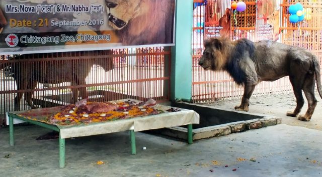 The newlywed lions Nabha (right) and Nova received a 10-kilogramme meat cake during their