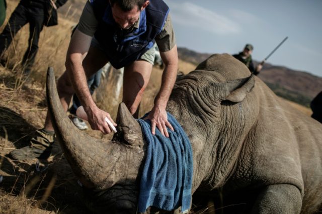 A veterinary attends to a tranquilized Rhino to be microchipped during an operation of RHI