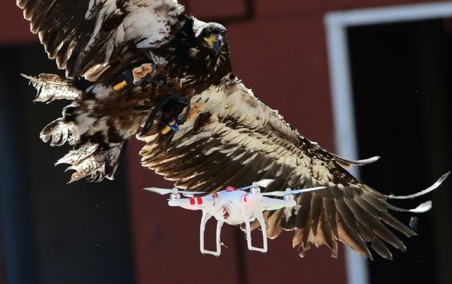 A young eagle attempts to catch a drone during a demonstration organized by Dutch police t