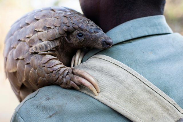 Zimbabwe game reserve guide Matius Mhambe holds "Marimba", a female pangolin that has been
