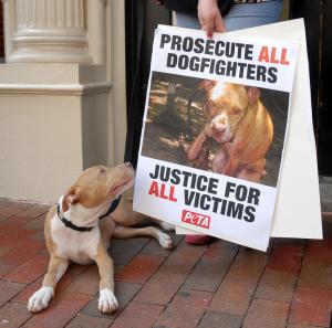 Justice Dept. seeks custody of 'pit bull-type dogs' from alleged dogfighting ring