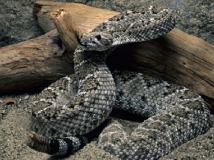 Western Diamondback Rattlesnake, Crotalus atrox, southwestern USA