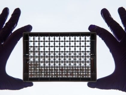 A scientist examining cells in a 96-well plate. These plates allow scientists to look at lots of cells at the same time and directly compare cells that have or have not been treated with a drug, at the Cancer Research UK Cambridge Institute on December 9, 2014 in Cambridge, England. …