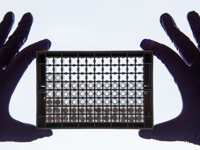 A scientist examining cells in a 96-well plate. These plates allow scientists to look at l