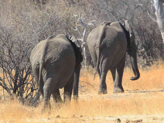 Elephants retreat (Tsvangirayi Mukwazhi / Associated Press)