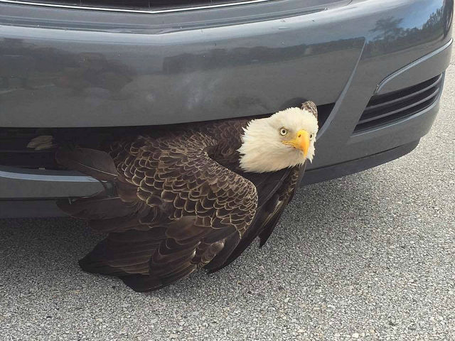 Bald Eagle Caught in Car’s Grill Gets Rescued