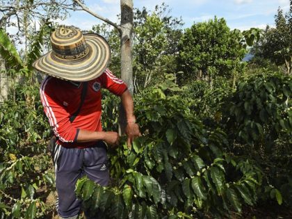 A peasant checks coffee beans in La Tola plantation, El Tambo, Narino Department on October 21, 2015.The severe drought in Colombia caused by the El Nino climate phenomenon, concerns the farmers of Narino, the mountainous southwestern department considered home to one of the best coffees in the world. AFP PHOTO/Luis …