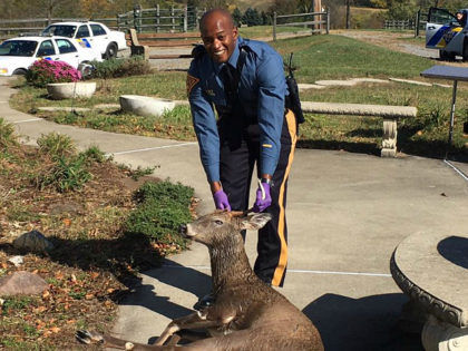 NJ State Police Officer Rescues Drowning Deer from Pool