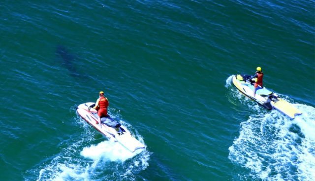 Lifeguards chase a shark away from Ballina's Lighthouse Beach following a shark attack tha