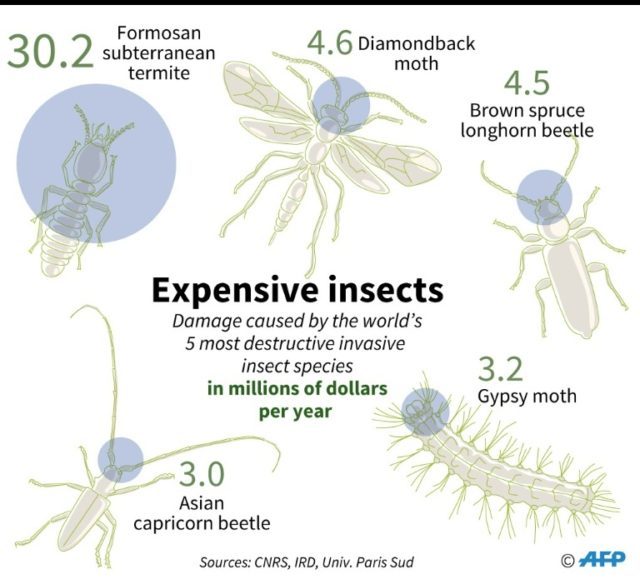 The five most destructive invasive insect species
