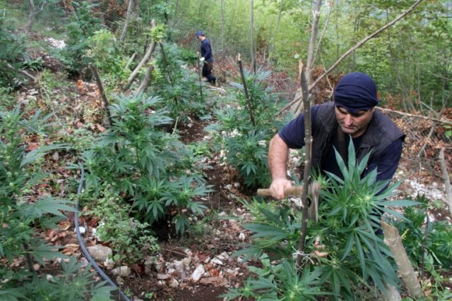 Albanian police destroy a field of cannabis plants in a remote area on the Onuri mountain