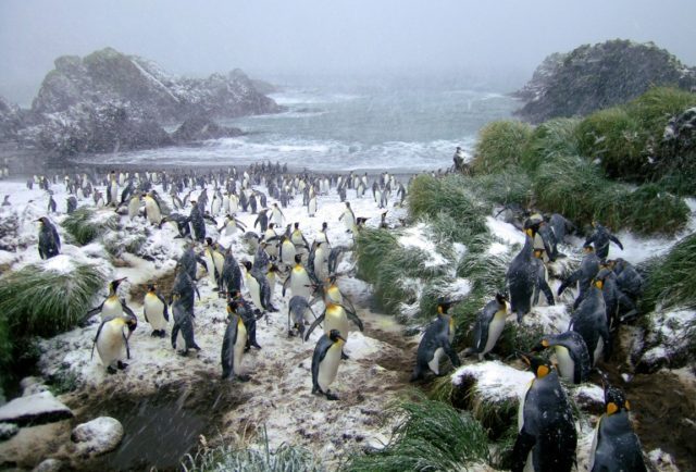 King penguins weather a blizzard on the Australian sub-Antarctic Macquarie Island, where a
