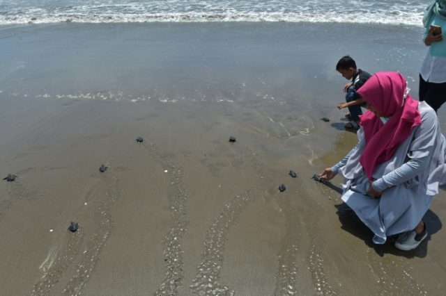 Tourists release turtles, hatched at a conservation centre, into the ocean in Pariaman, We