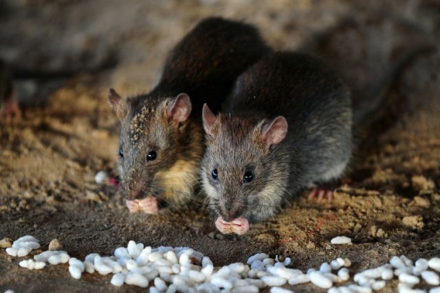 Jakarta is offering residents $1.50 for every rat they catch, but has urged people to refr