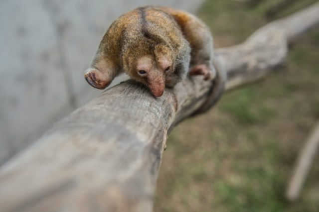 Native to Central and South America, pygmy anteaters measure about 20 centimeters (eight i