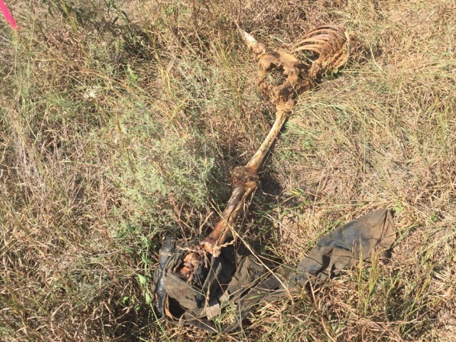 After the coyotes and buzzards are finished, scattered remains are frequently all that is left behind. (Photo: Brooks County Sheriff's Office)