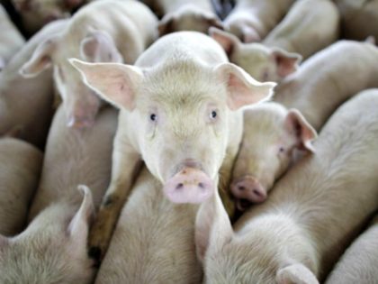 Pigs are seen on a farm run by Granjas Carroll de Mexico on the outskirts of Xicaltepec in Mexico's Veracruz state, Monday, April 27, 2009. Mexico's Agriculture Department said Monday that its inspectors found no sign of swine flu among pigs around the farm in Veracruz, and that no infected …