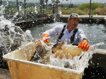 An Arab worker catches a spray of water in his face as he moves a struggling female sturgeon from a fish pond into a container before the fish is taken to a nearby caviar processing plant on April 22, 2009 in Kibbutz Dan, Israel. Far from the Caspian Sea, where …