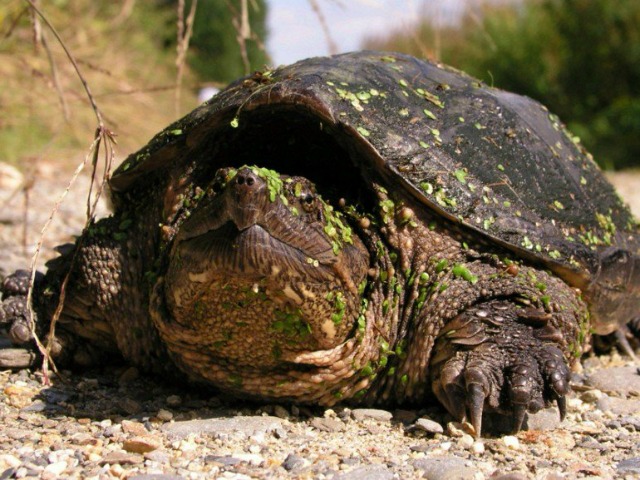 Florida Man Dies After Hitting Turtle with Motorized Bike