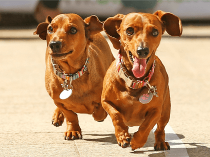 Mini dachshunds run as they compete in the Hophaus Southgate Inaugural Dachshund Running of the Wieners Race on September 19, 2015 in Melbourne, Australia. 30 mini dachshunds, 6 standard dachshunds and 18 dachshund puppies all competed for first place and for Best Dressed Dachshund during the annual Oktoberfest celebration. (Photo …
