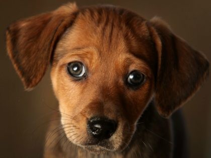 Christopher Furlong/Getty Images