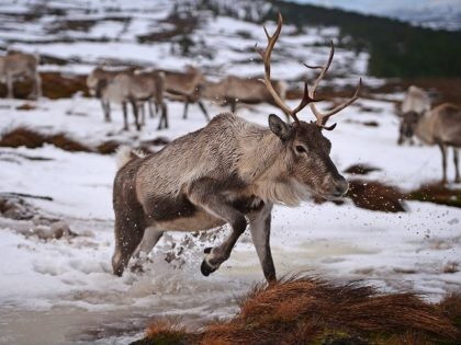 THE CAIRNGORMS NATIONAL PARK, SCOTLAND - DECEMBER 14: Reindeer at the Cairgorm Herd wait