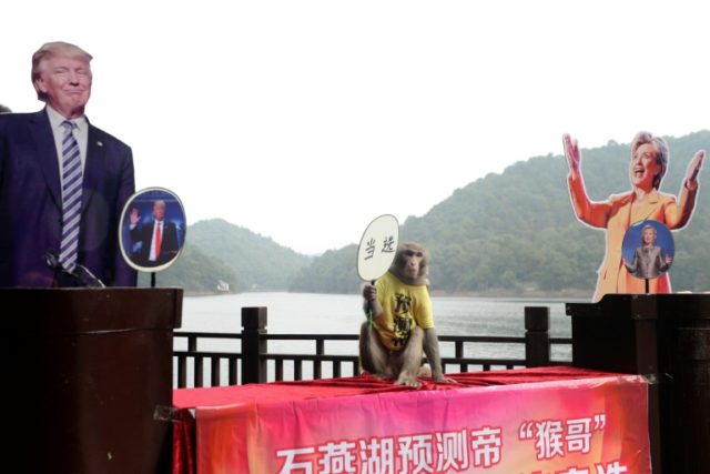 A monkey holds a fan with Chinese characters reading "elected" as it sits between cardboar