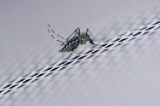 Zika is a mosquito-borne virus linked to birth defects like microcephaly