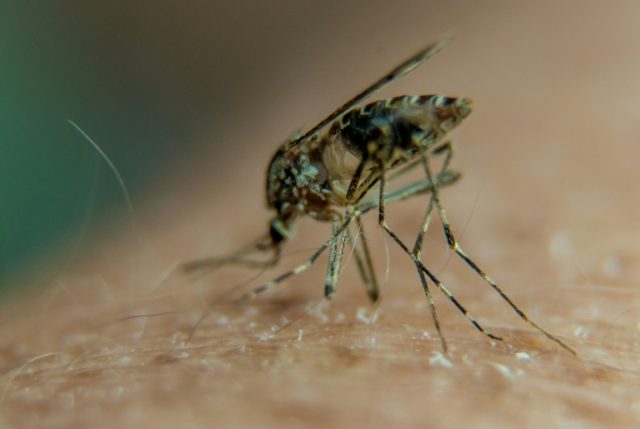 Some 214 million cases of malaria were reported worldwide last year, killing 438,000 peopl