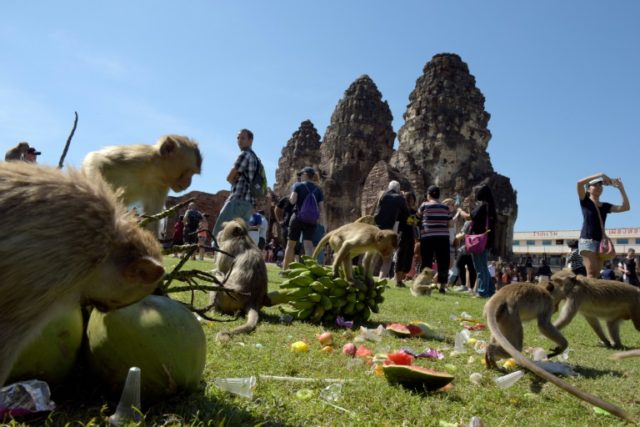 Macaques eat fruit at an ancient temple during the annual "monkey buffet" in Thailand's Lo