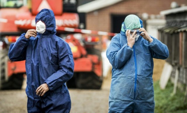 Workers in protective gear get ready to cull ducks as part of prevention measures against