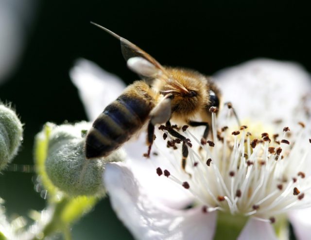 There are some 20,000 species of bees responsible for fertilising more than 90 percent of