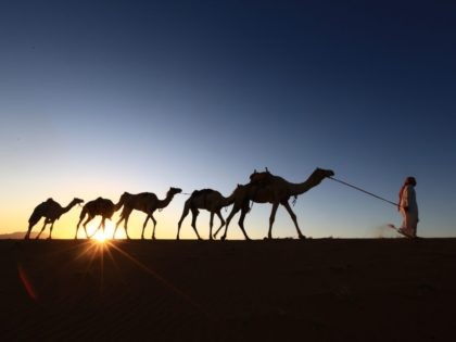 Saudi Arabia camels (Mohamed Hwaity / AFP / Getty)