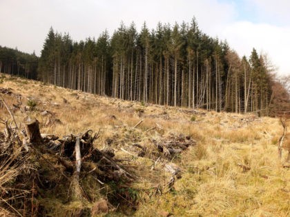 BRECON, UNITED KINGDOM - FEBRUARY 06: Deforested coniferous woodland is seen adjacent to