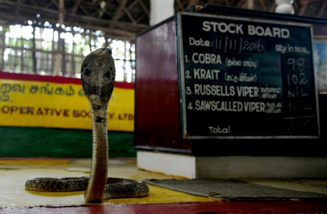 A cobra is displayed at the Irula snake-catchers cooperative on the outskirts of Chennai