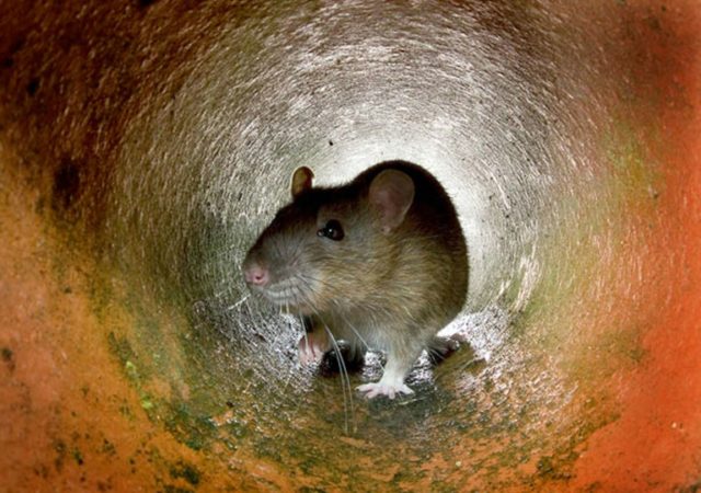 Pest control experts estimate that there are around four million rats in central Paris